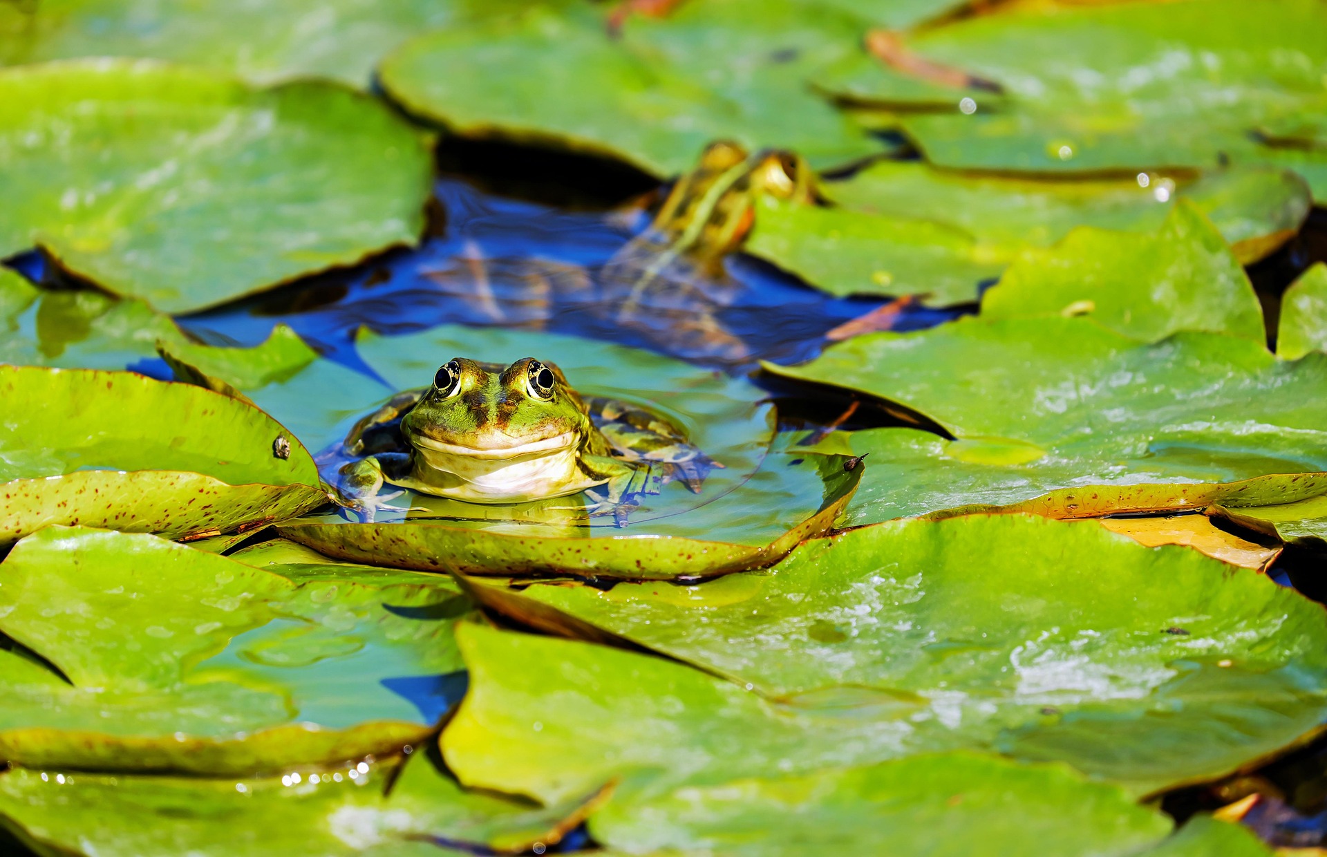 Frog 9