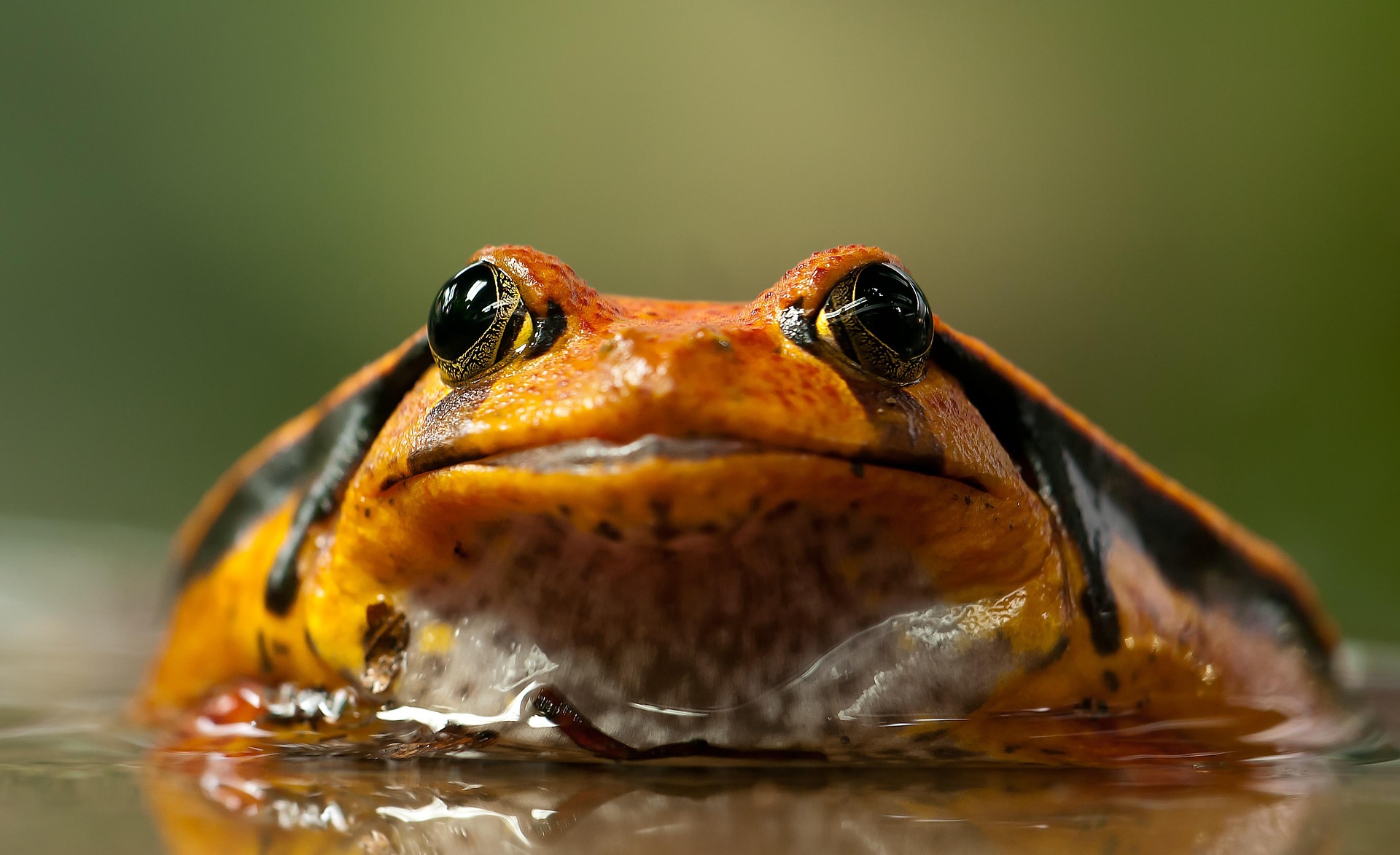 Frog 8