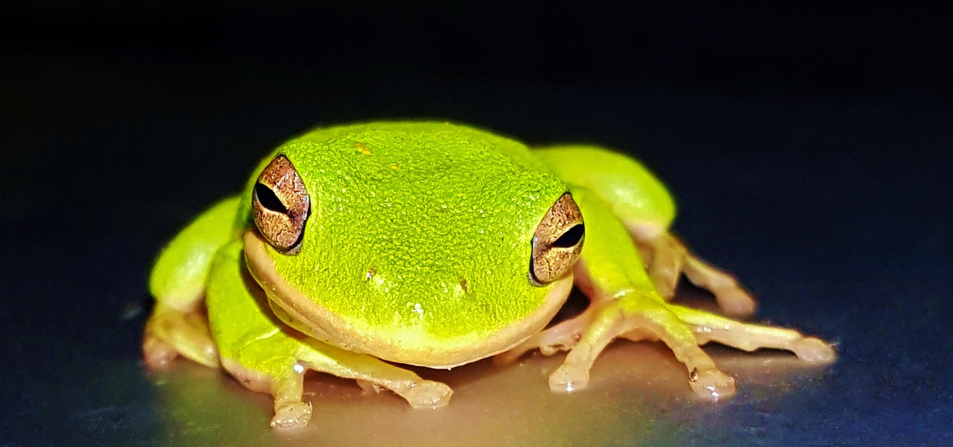 Frog 15