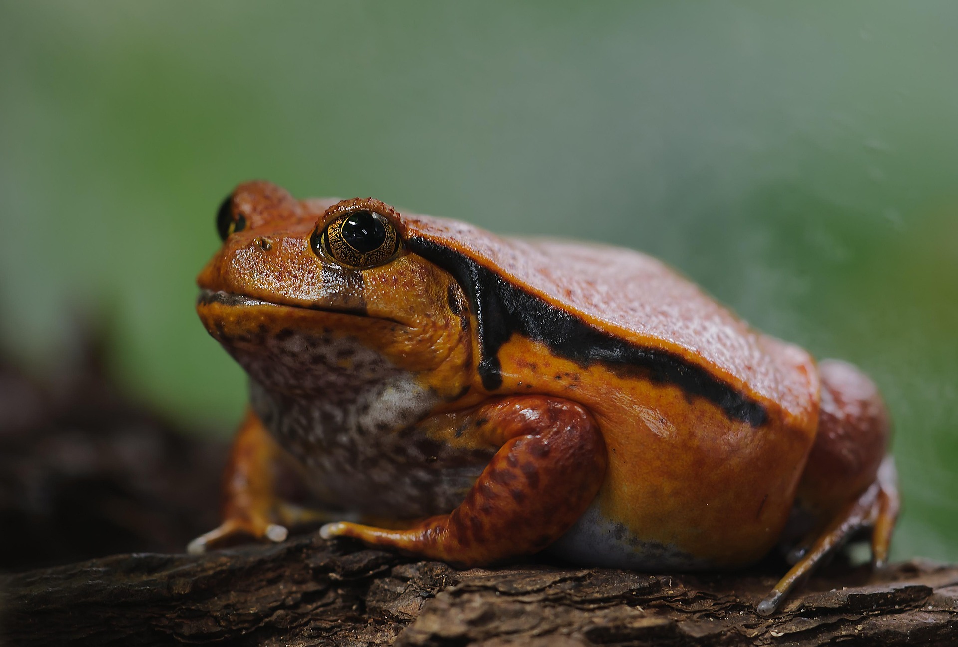 Frog 14